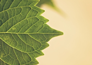 This image demonstrates the use of V Lines. Although there are many "veins" in the leaf the most prominent are the V shapes. This directs your view along the leaf.